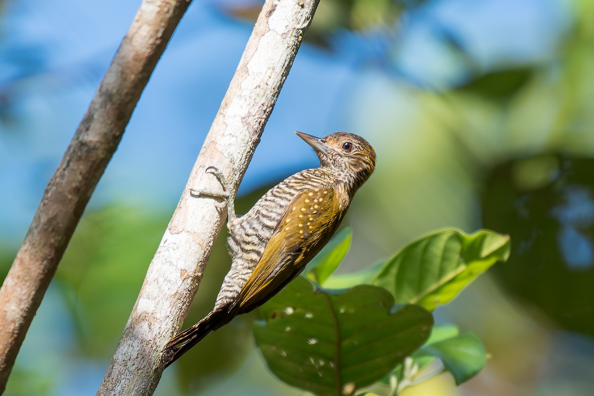 Golden-collared Woodpecker - ML635914977