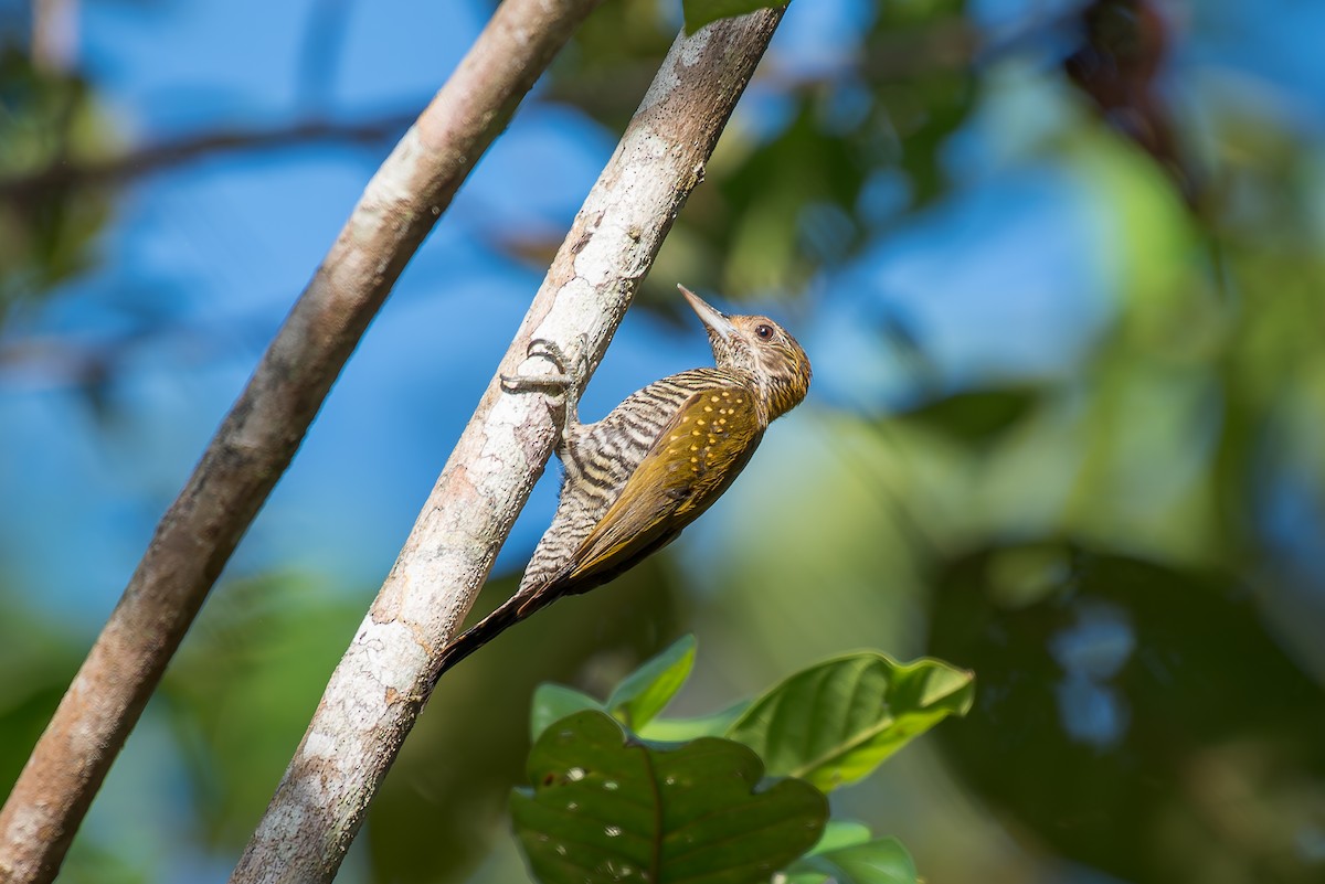 Golden-collared Woodpecker - ML635914979