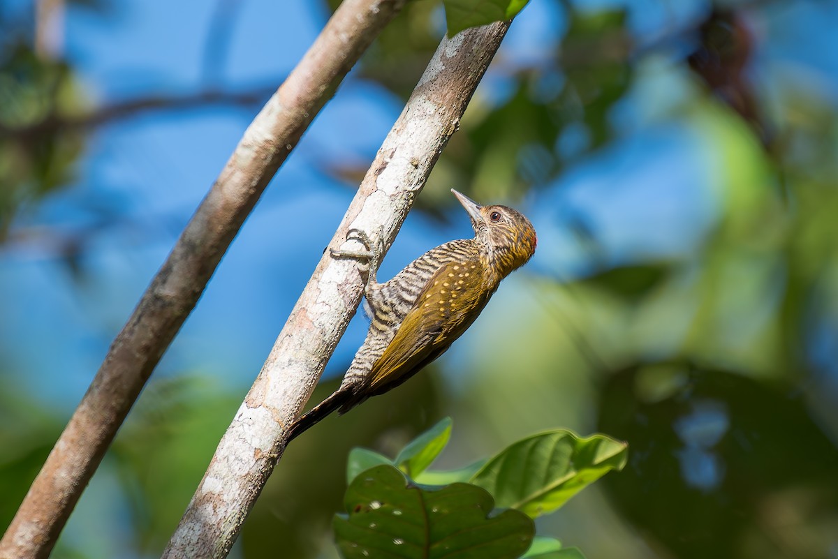 Golden-collared Woodpecker - ML635914980