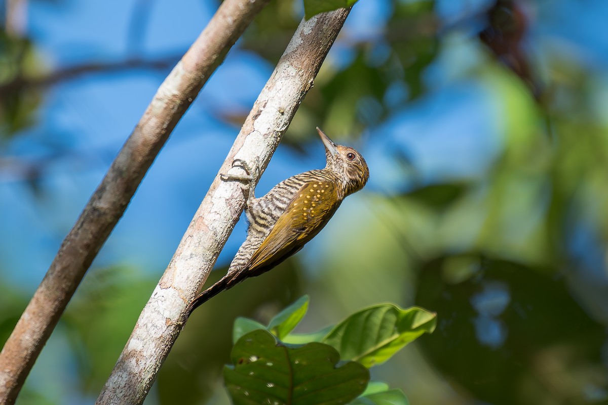 Golden-collared Woodpecker - ML635914981