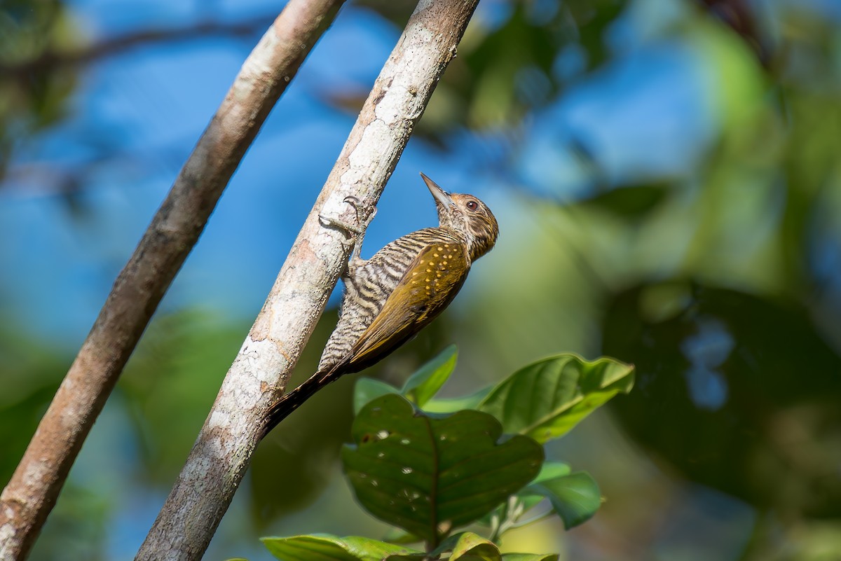 Golden-collared Woodpecker - ML635914982