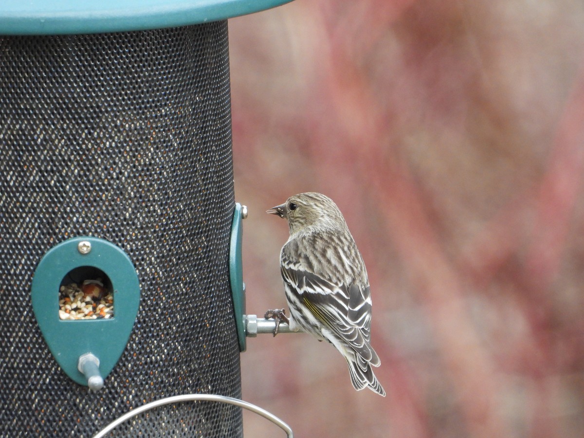 Pine Siskin - ML635915167