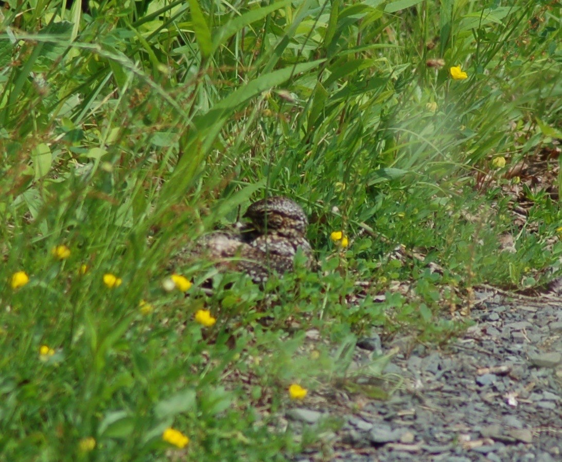 Lesser Nighthawk - Keith Leonard