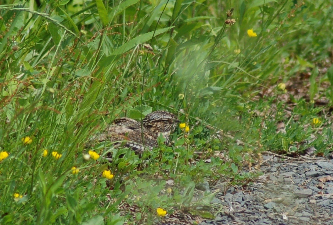 Lesser Nighthawk - ML63591531