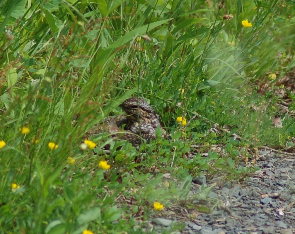 Lesser Nighthawk - ML63591541