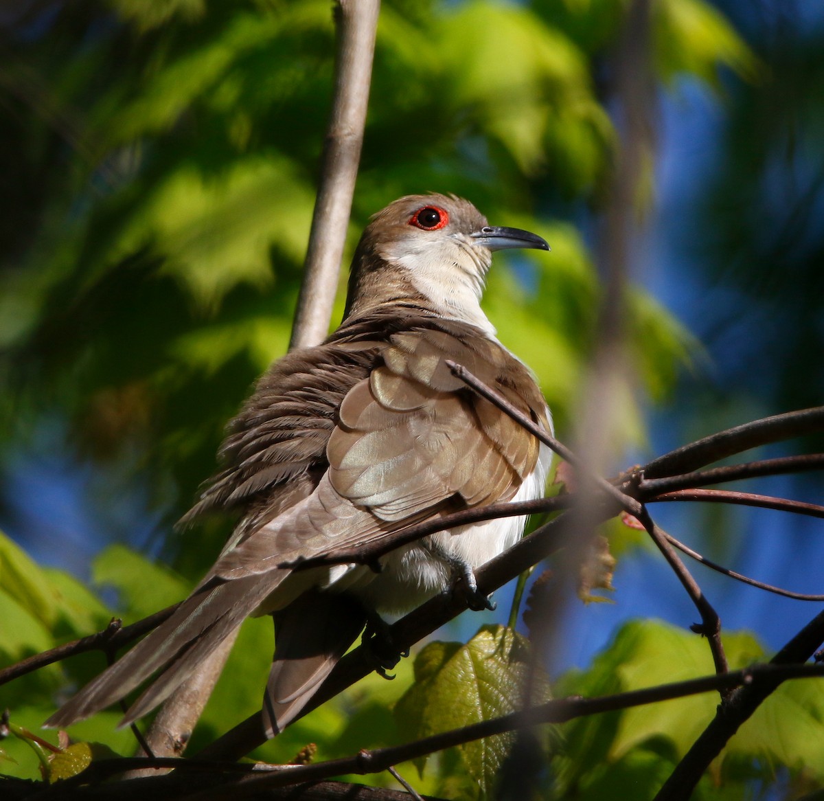 Cuculo occhirossi - ML635915413