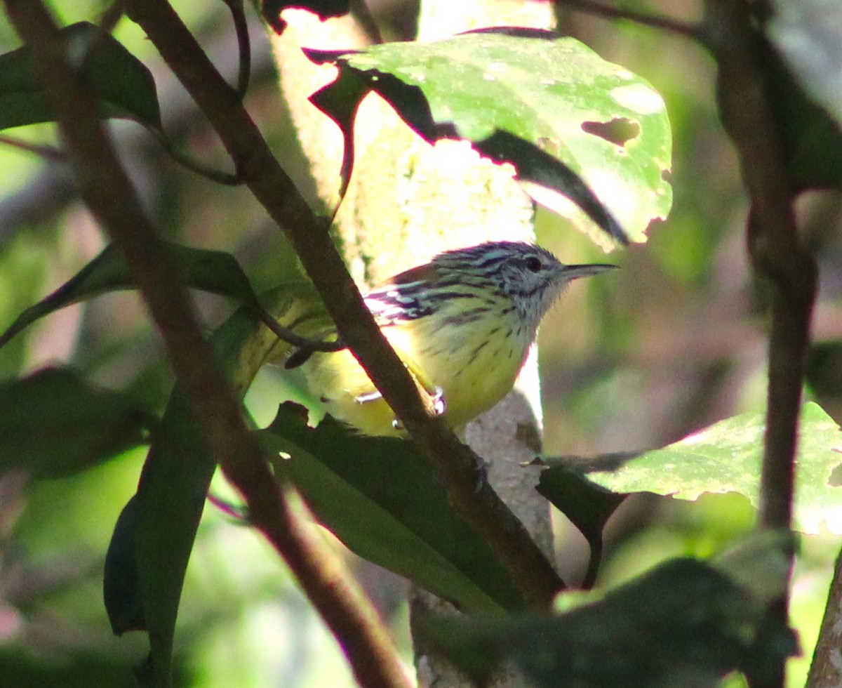 Streak-capped Antwren - ML635915422