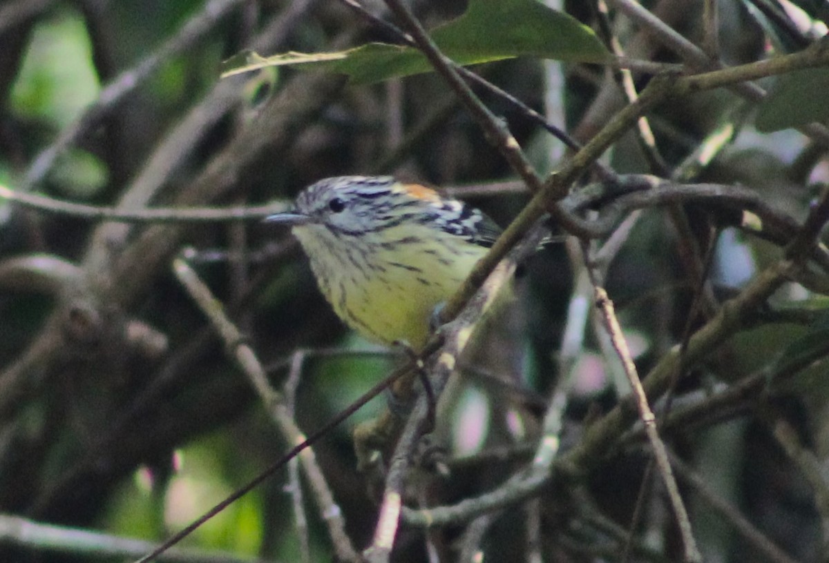 Streak-capped Antwren - ML635915423
