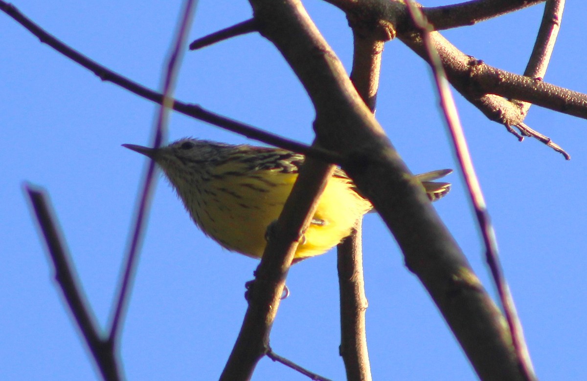 Streak-capped Antwren - ML635915424