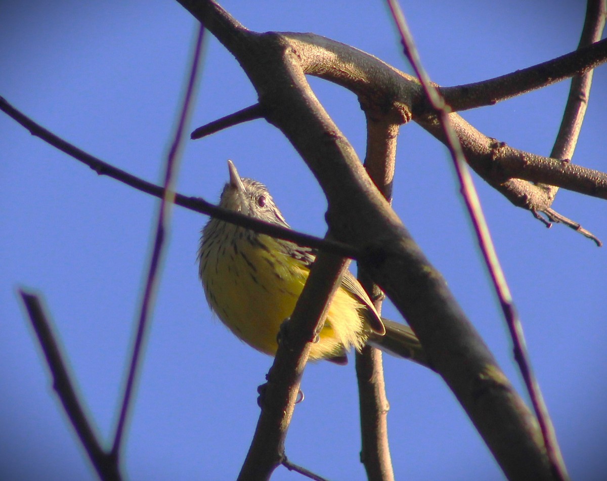 Streak-capped Antwren - ML635915425