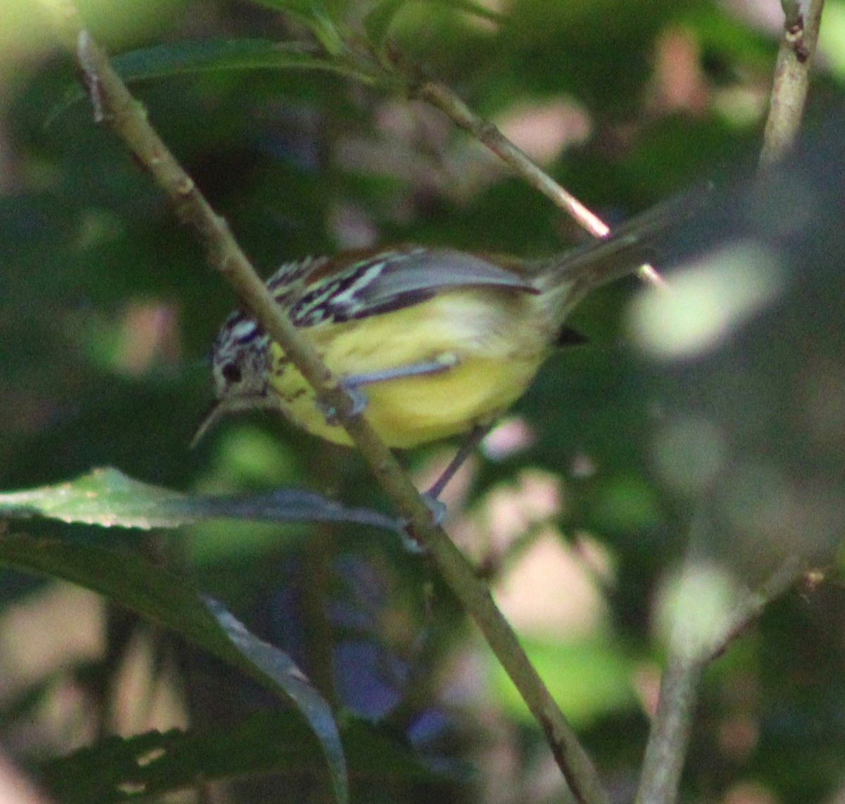 Streak-capped Antwren - ML635915426