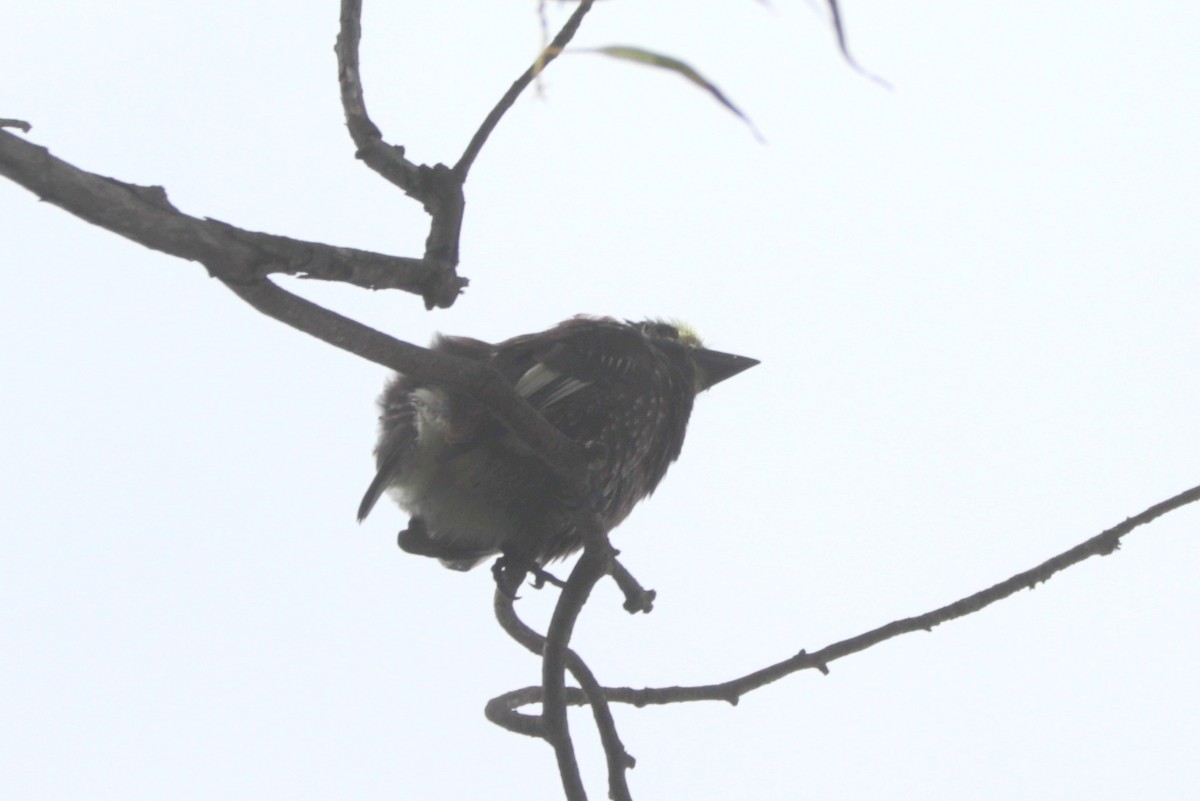 Whyte's Barbet - ML635915430