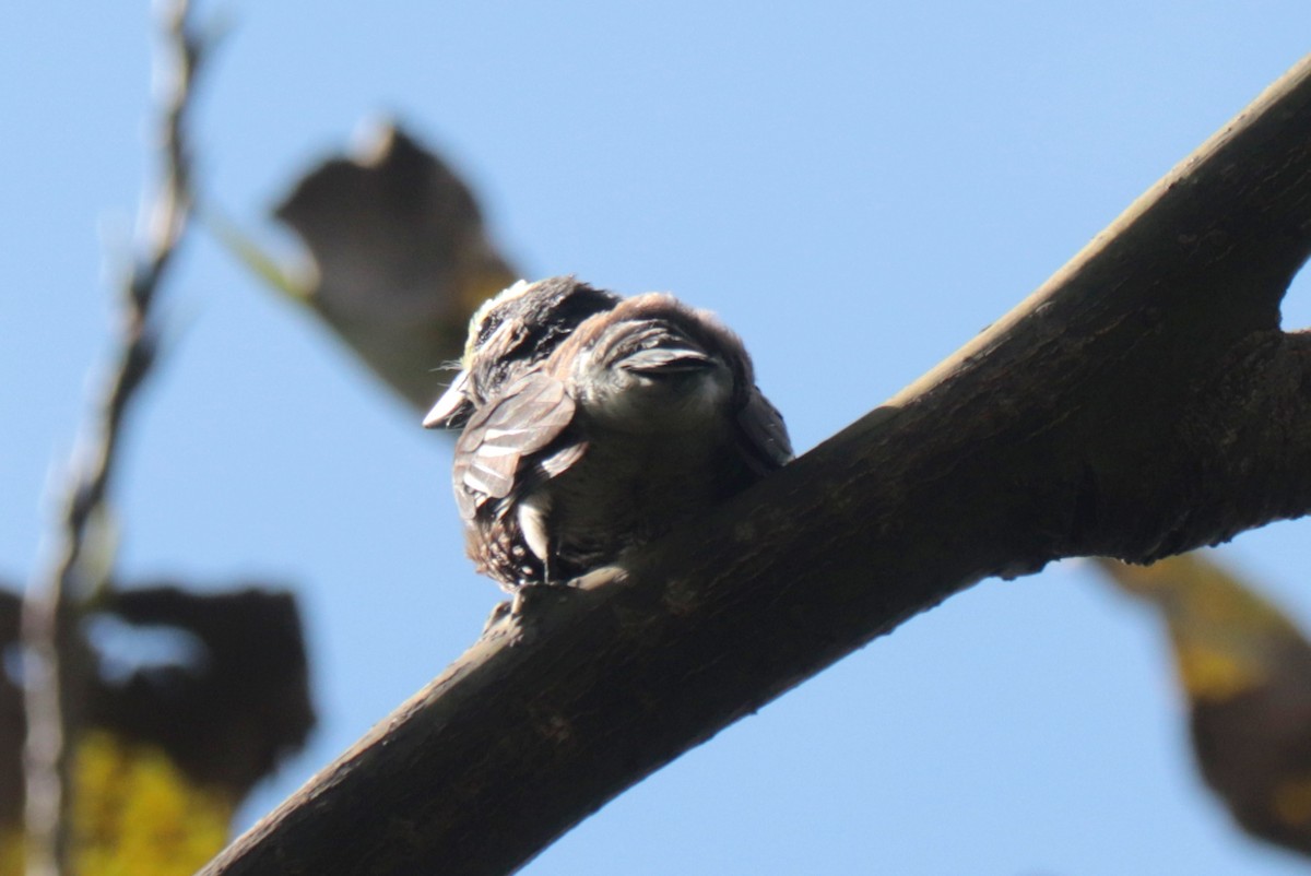 Whyte's Barbet - ML635915436
