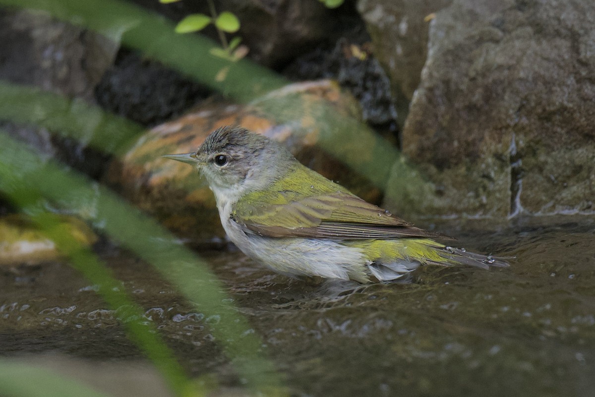Tennessee Warbler - ML635915459