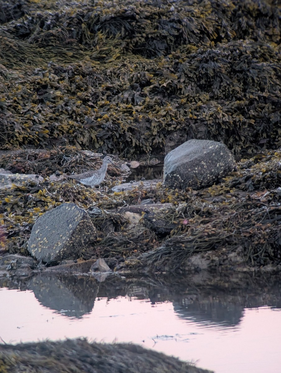 Lesser Yellowlegs - ML635915478