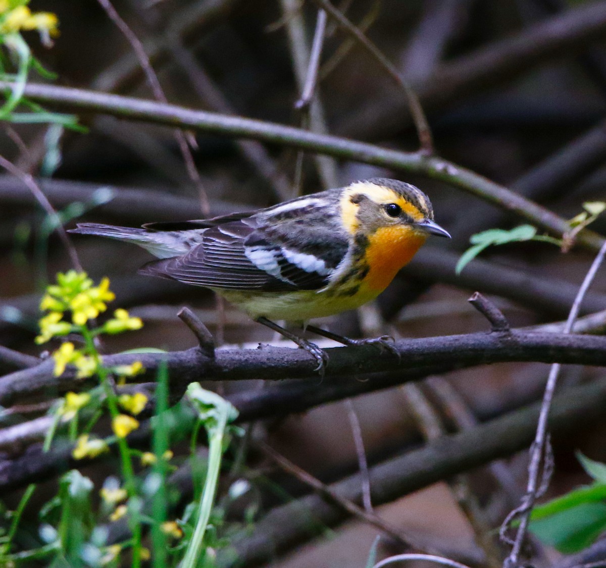 Blackburnian Warbler - ML635915502