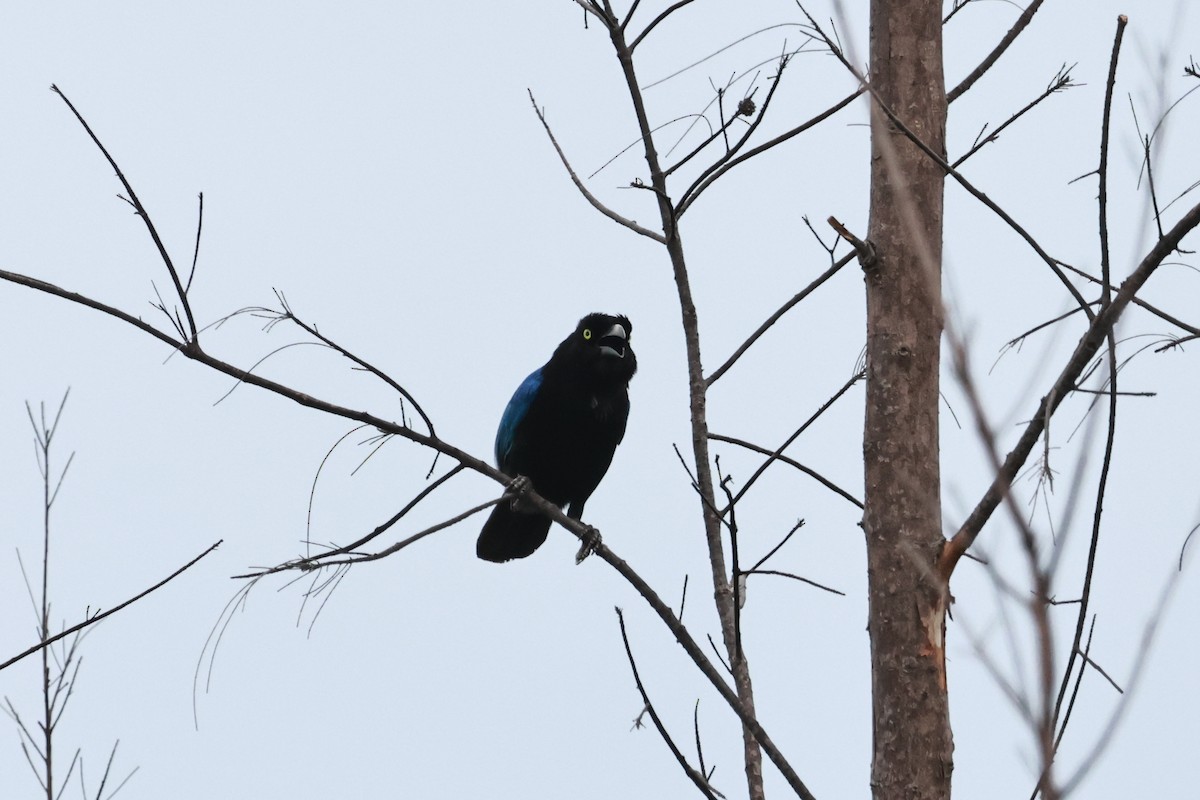 San Blas Jay - ML635915547