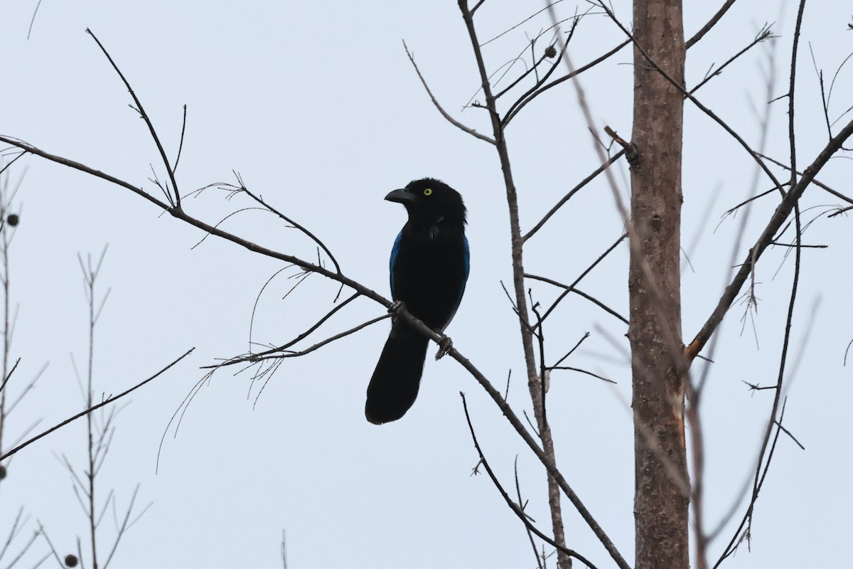San Blas Jay - ML635915548