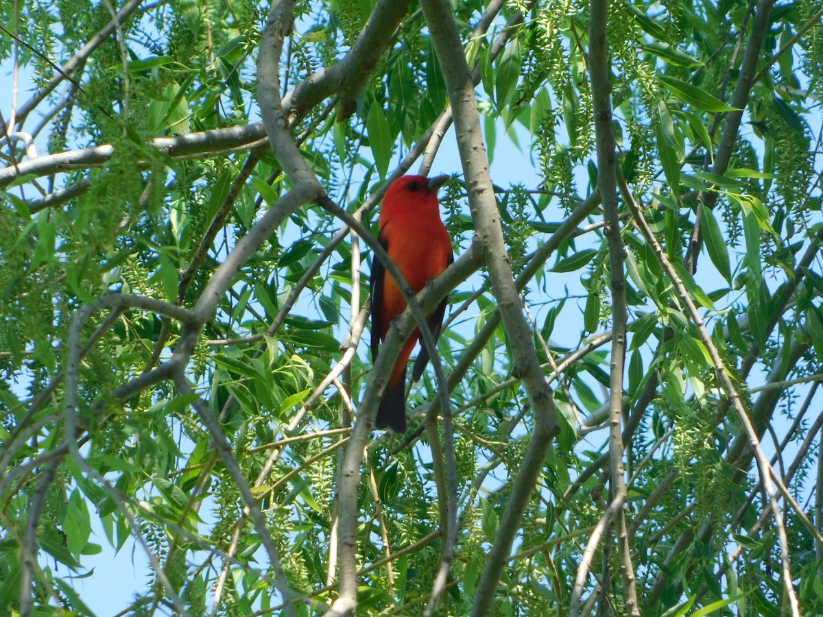 Scarlet Tanager - ML635915625