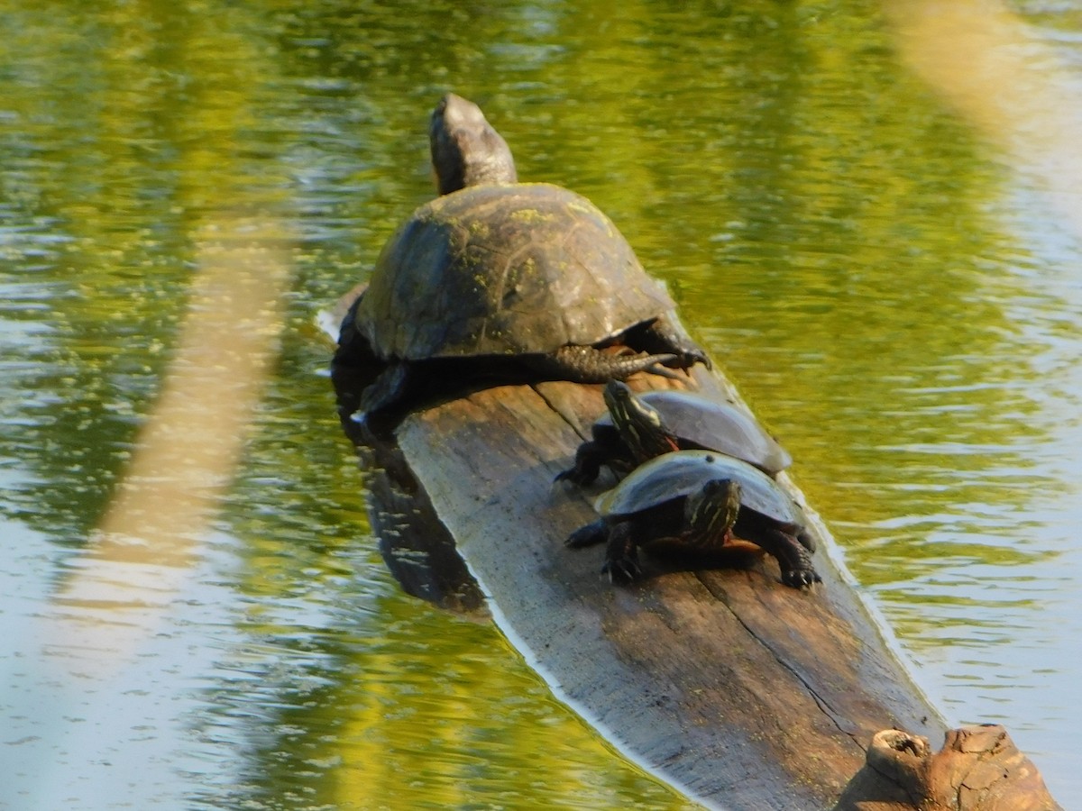Blanding's Turtle - ML635915642