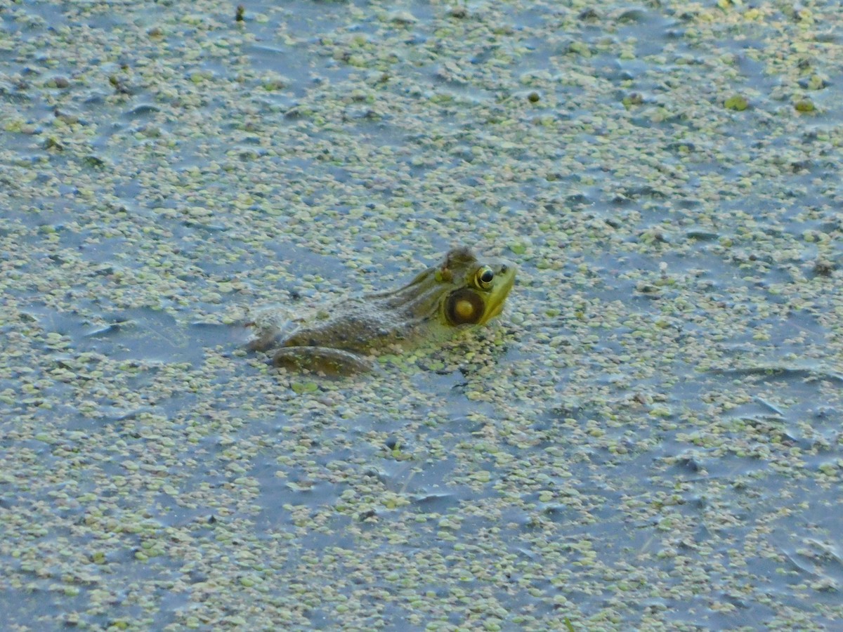American Bullfrog - ML635915650