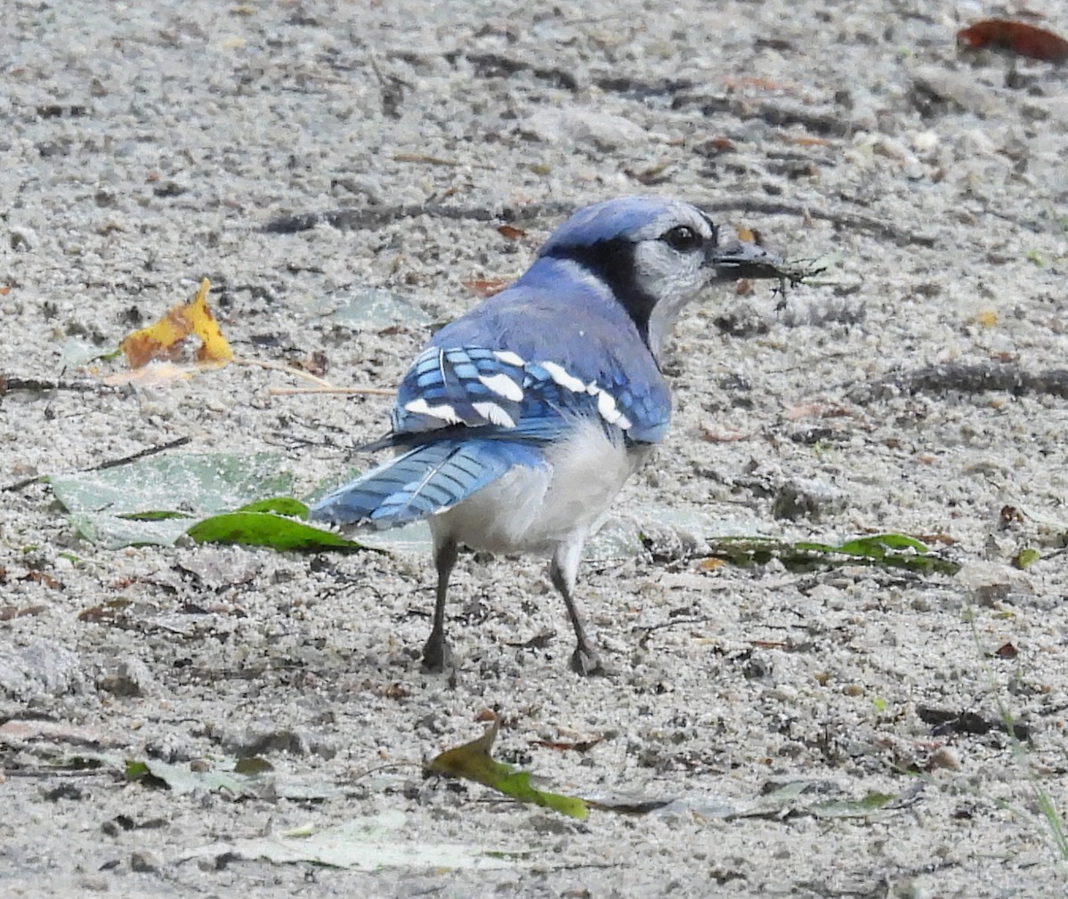 Blue Jay - ML635915716