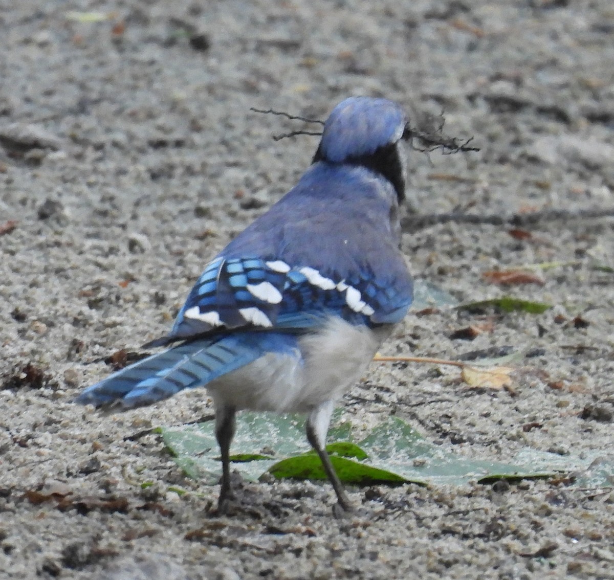 Blue Jay - ML635915718