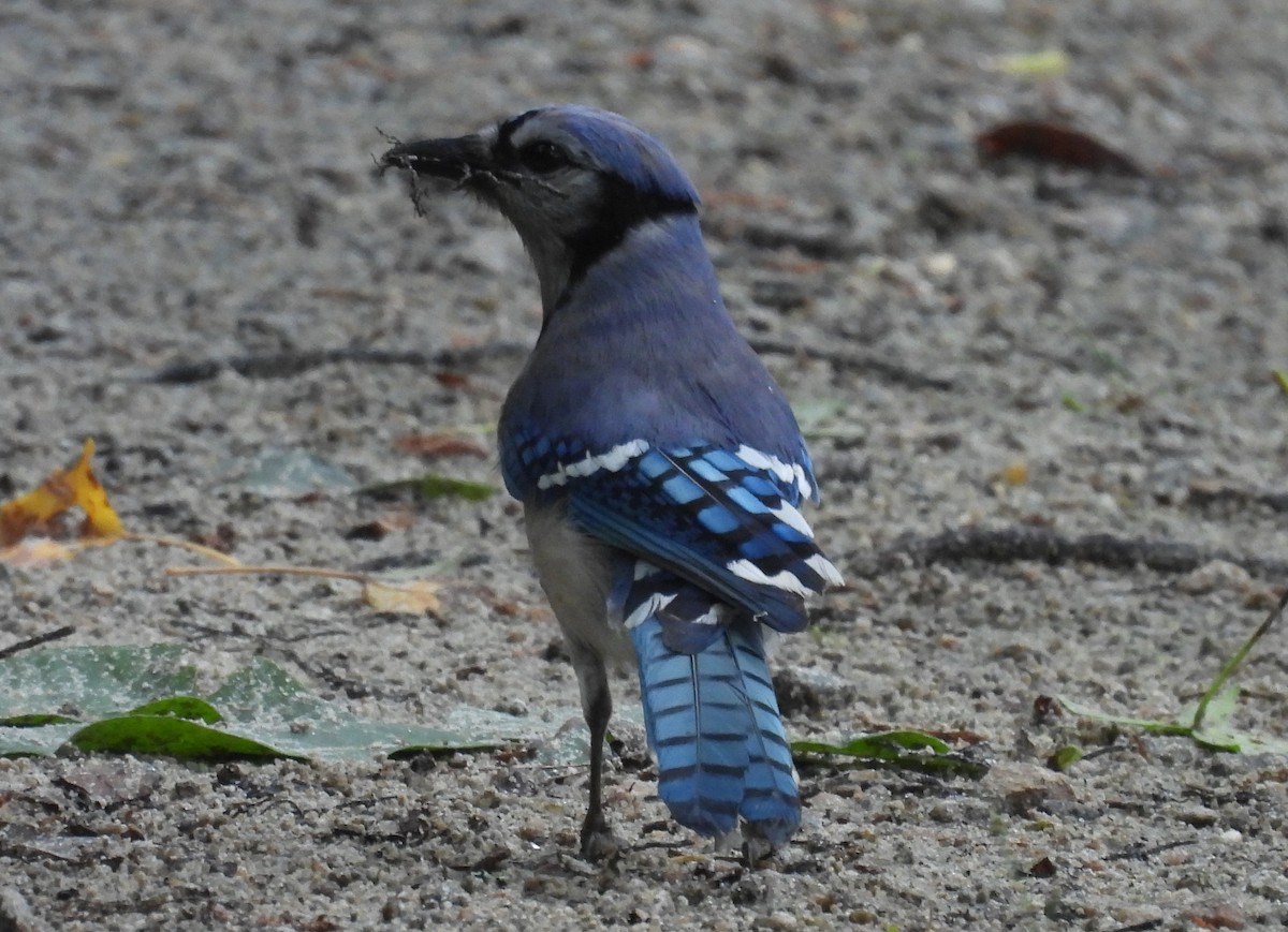 Blue Jay - ML635915719