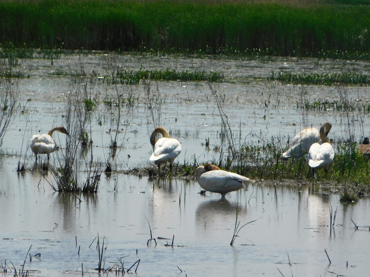 Trumpeter Swan - ML635915750