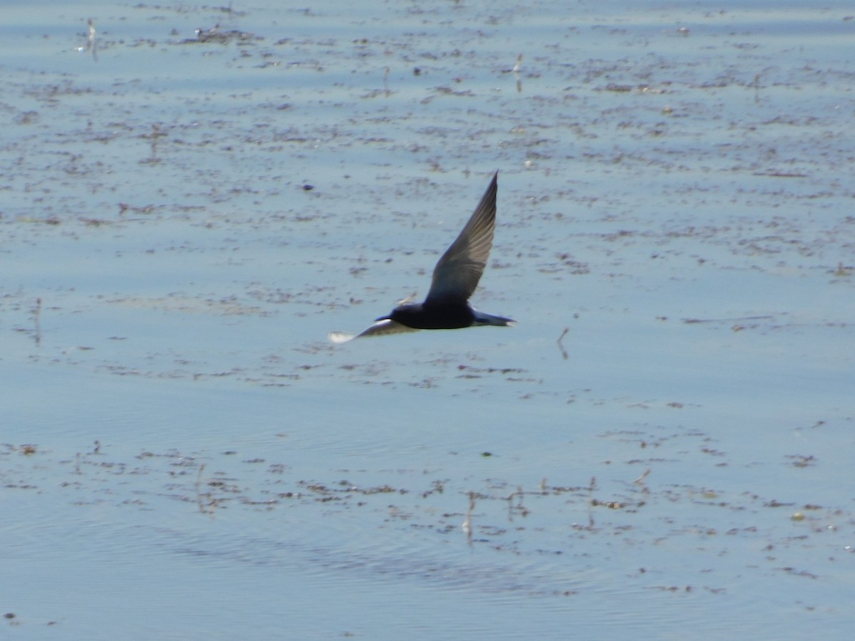 Black Tern - ML635915754