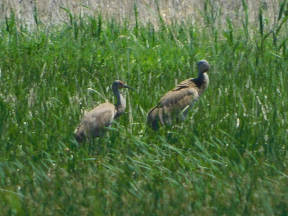 Sandhill Crane - ML635915765