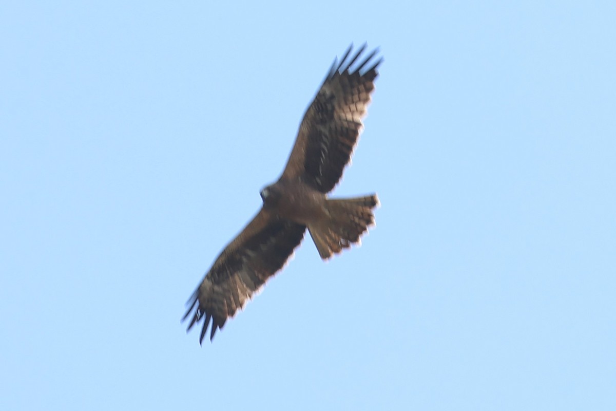 Booted Eagle - ML635915777