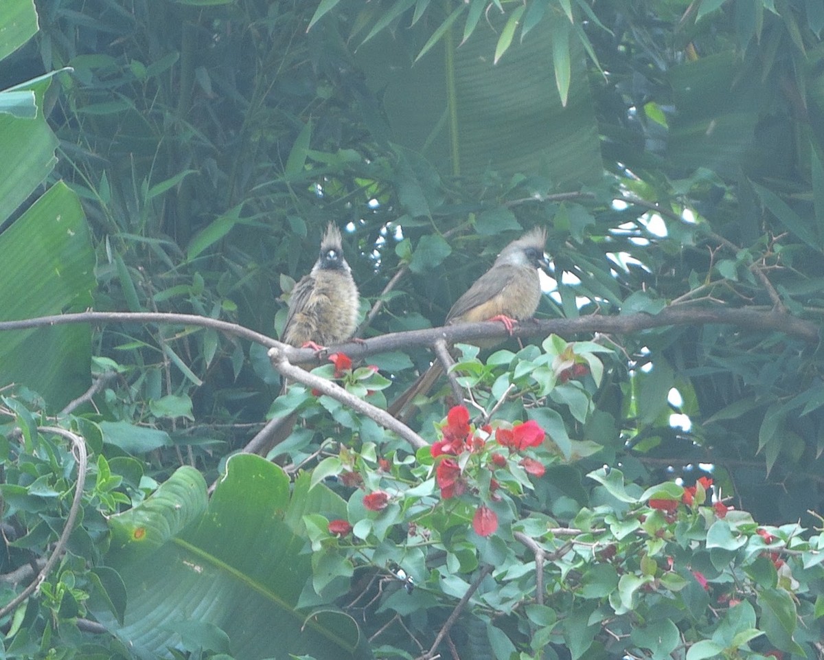 Speckled Mousebird - ML635915895