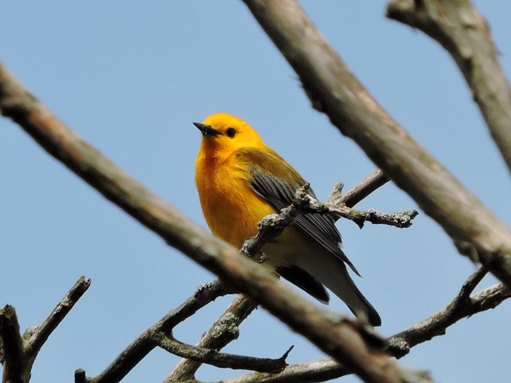 Prothonotary Warbler - ML635915918