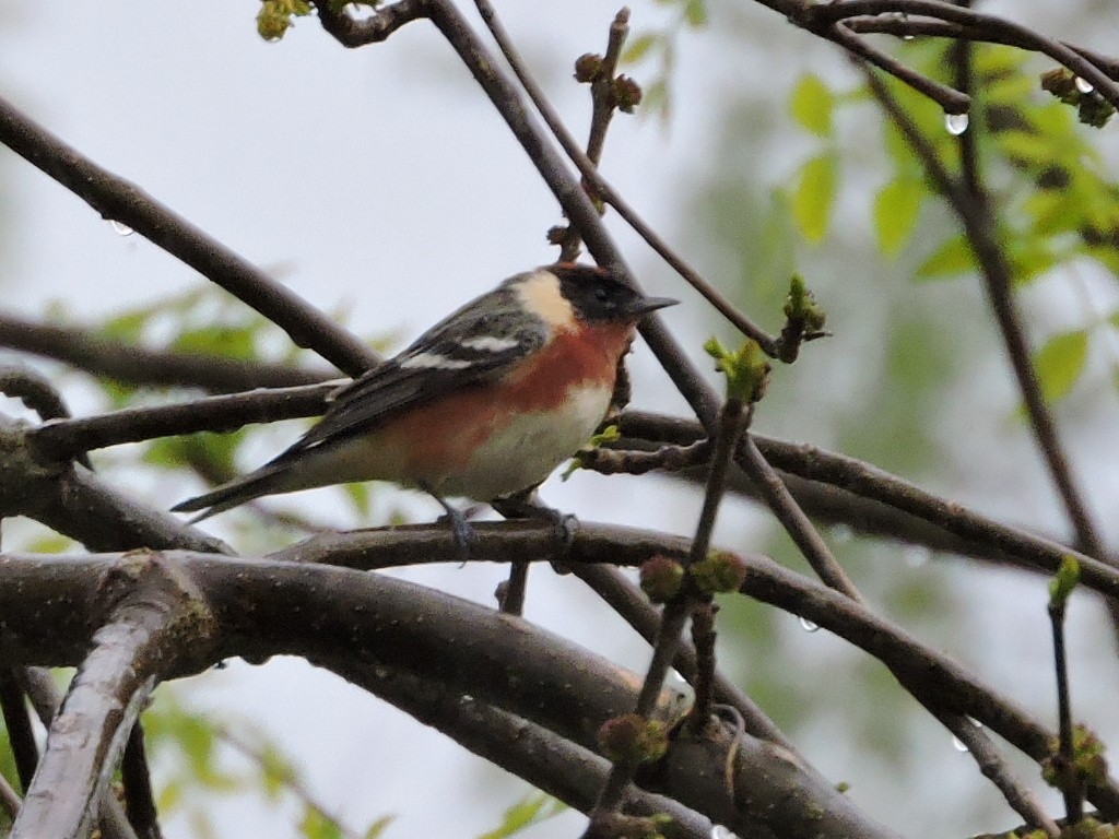 Bay-breasted Warbler - ML635916026