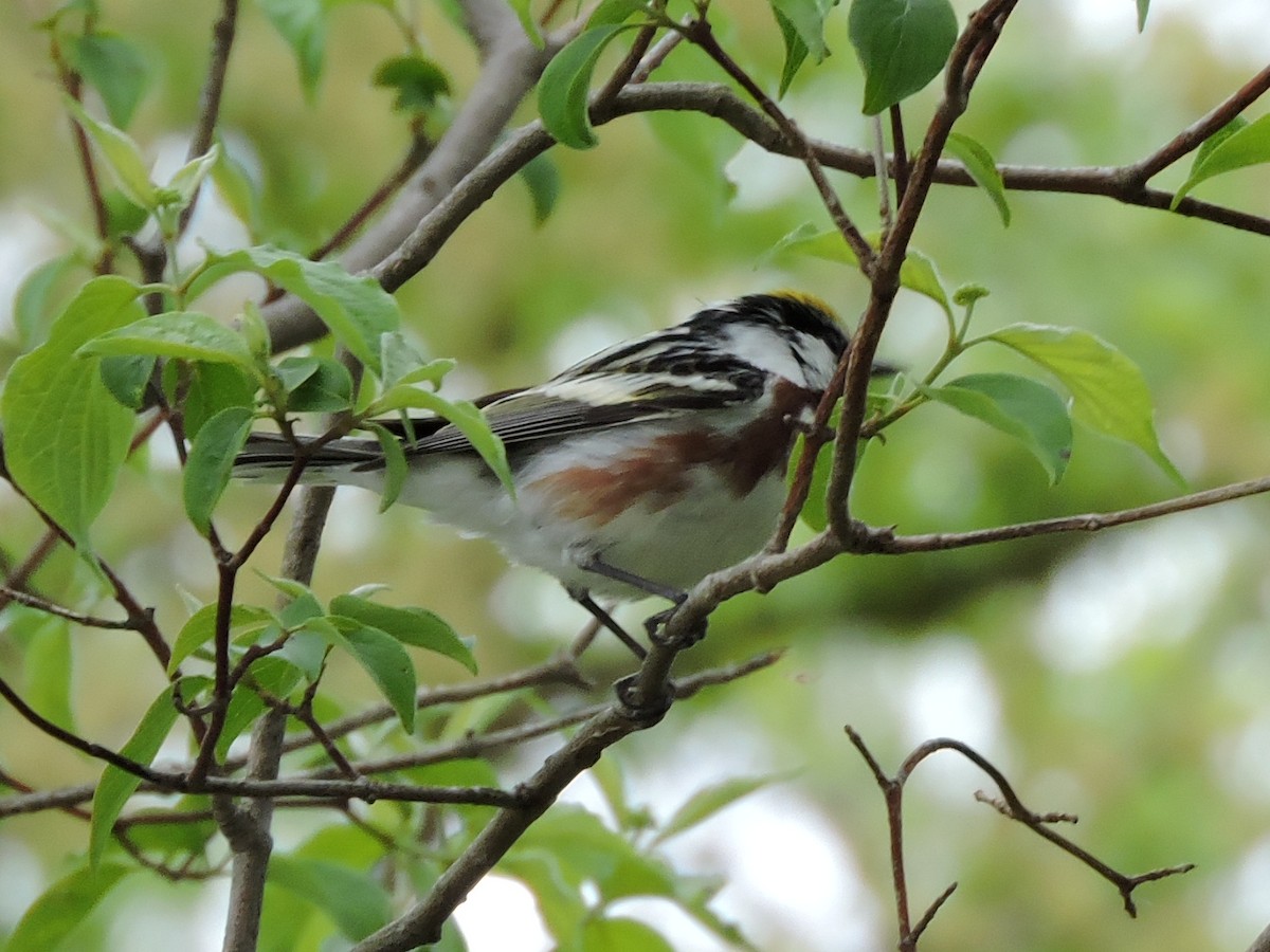 Chestnut-sided Warbler - ML635916036