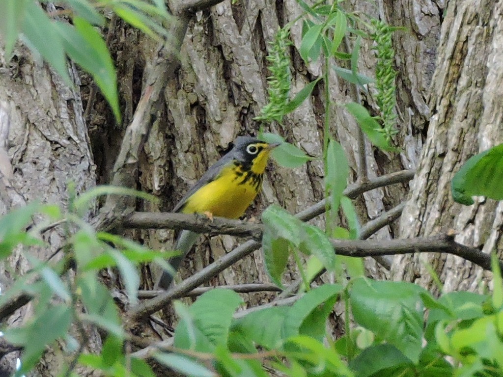 Canada Warbler - ML635916067