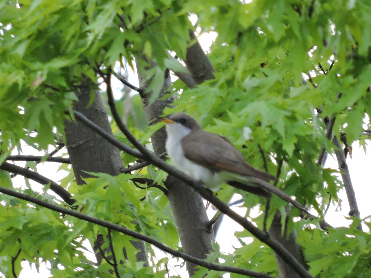 Yellow-billed Cuckoo - ML635916084
