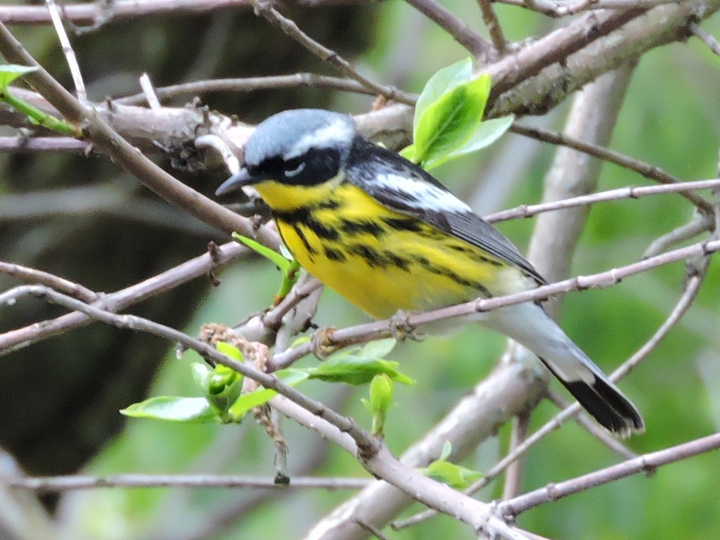 Magnolia Warbler - ML635916113