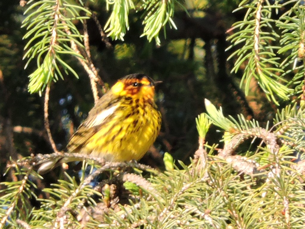 Cape May Warbler - ML635916141
