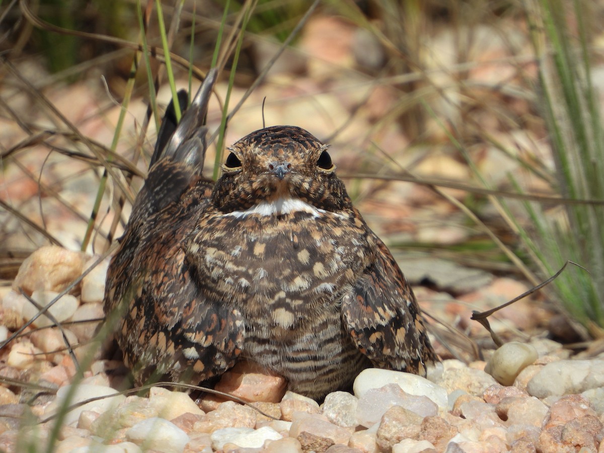 Least Nighthawk - ML635916144