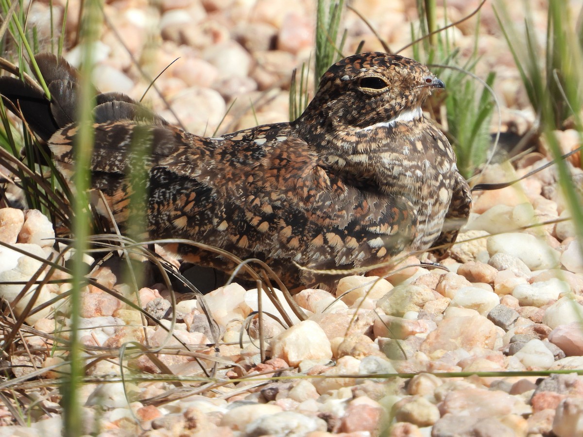 Least Nighthawk - ML635916145