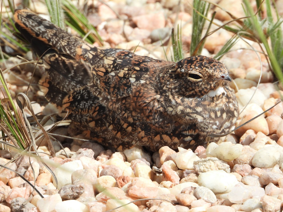 Least Nighthawk - ML635916147