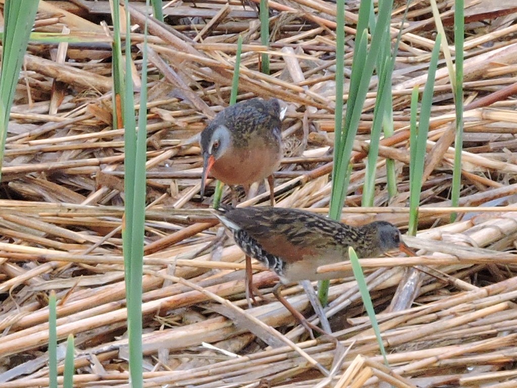 Virginia Rail - ML635916188
