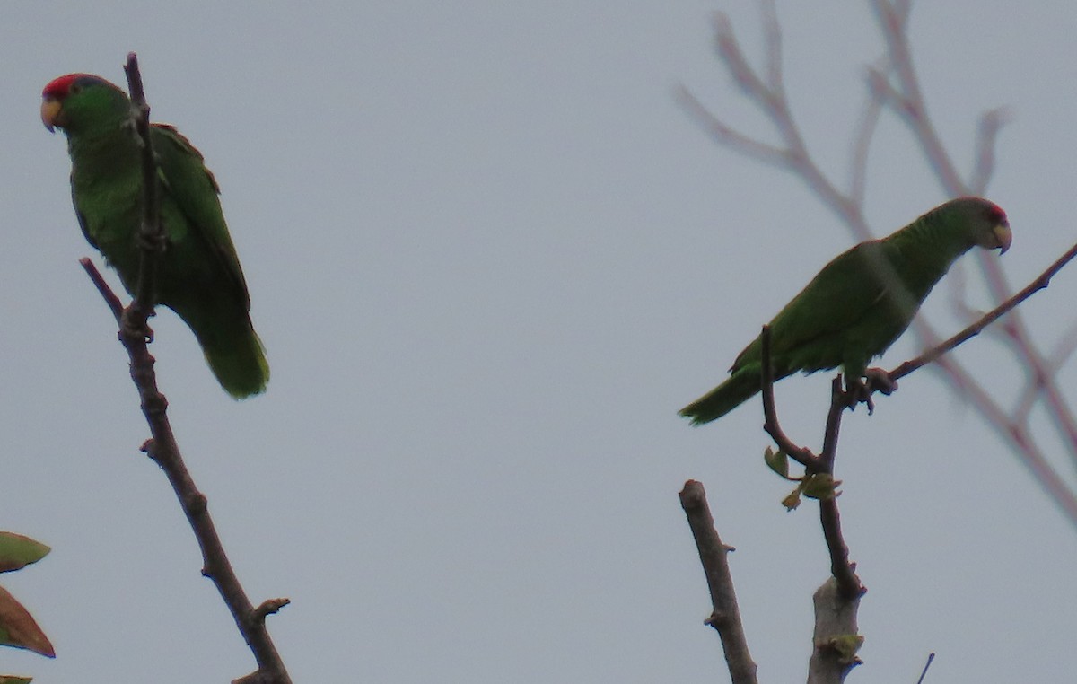 Red-crowned Amazon - ML635916283