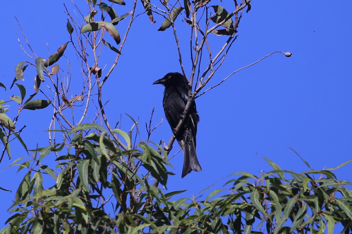 Drongo Escamoso - ML635916469