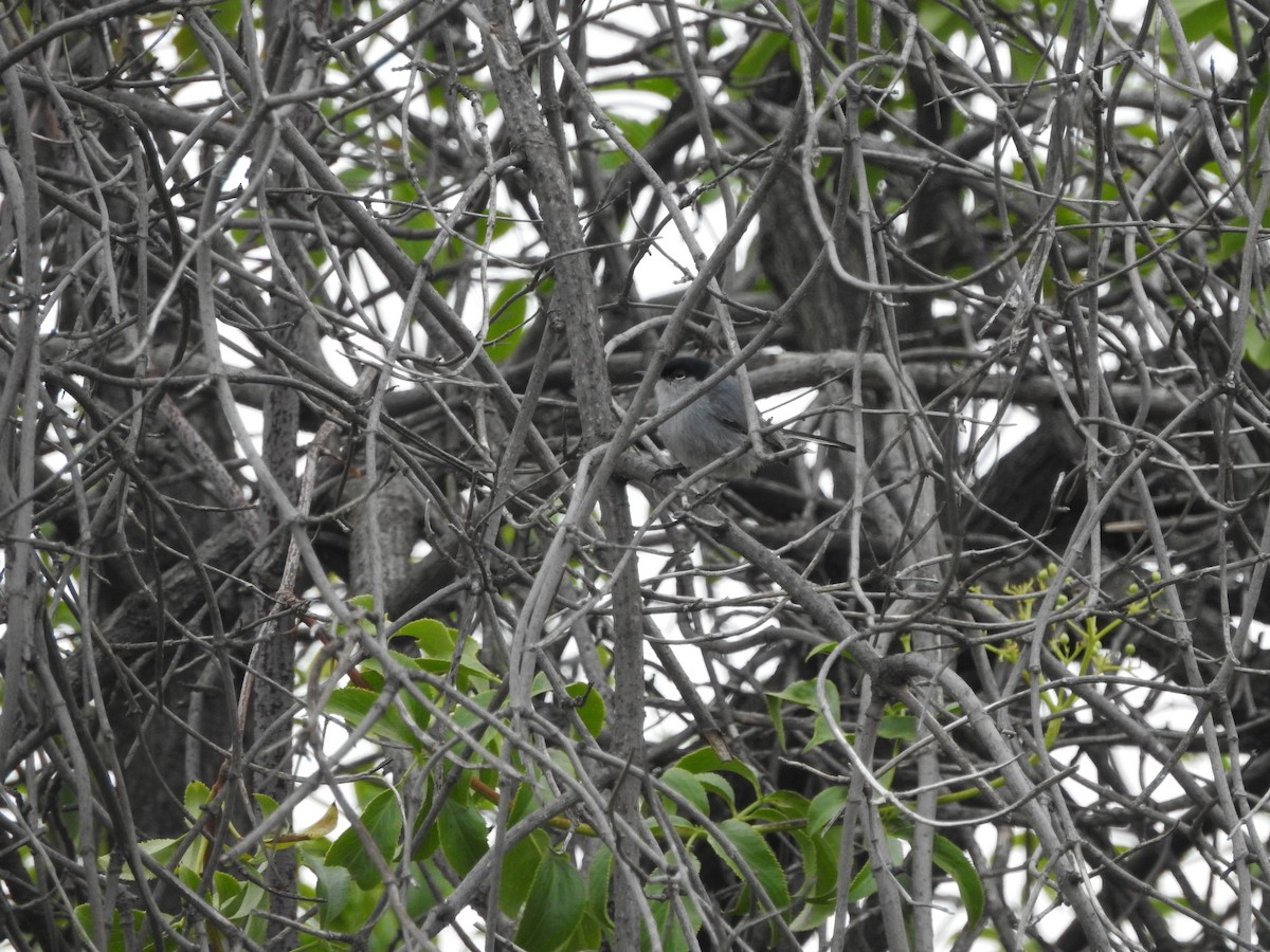 California Gnatcatcher - ML635916483
