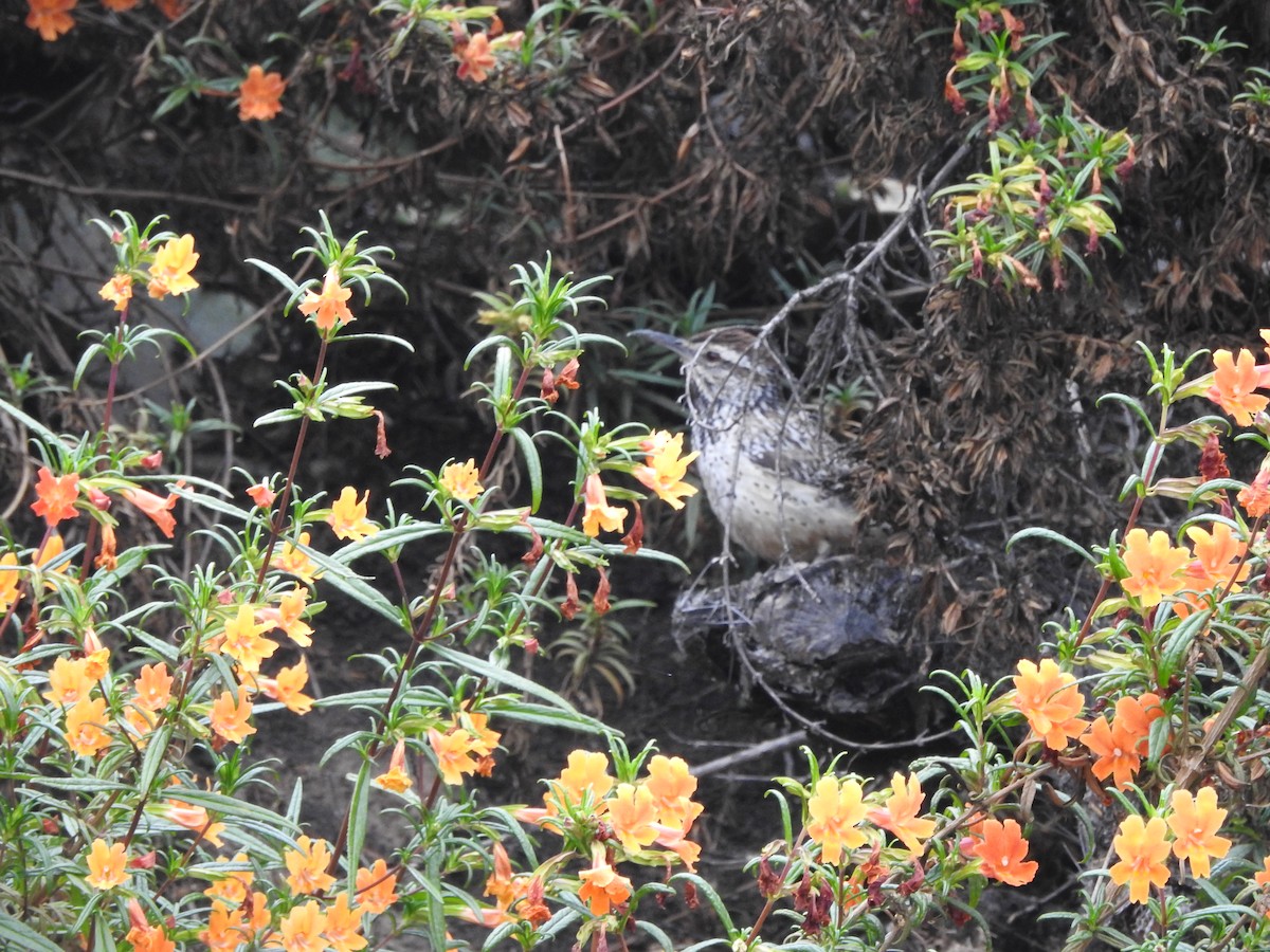 Cactus Wren - ML635916506