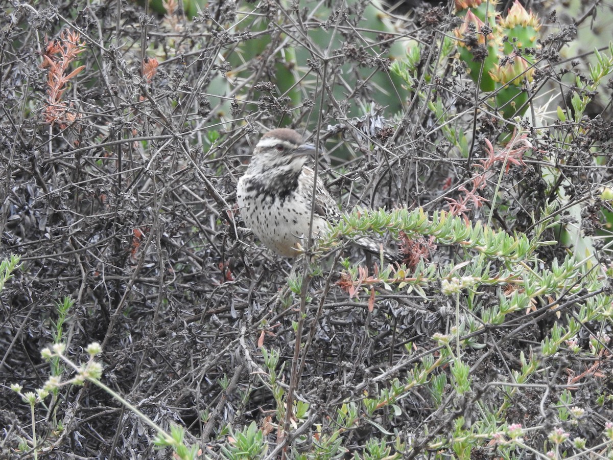 Cactus Wren - ML635916507