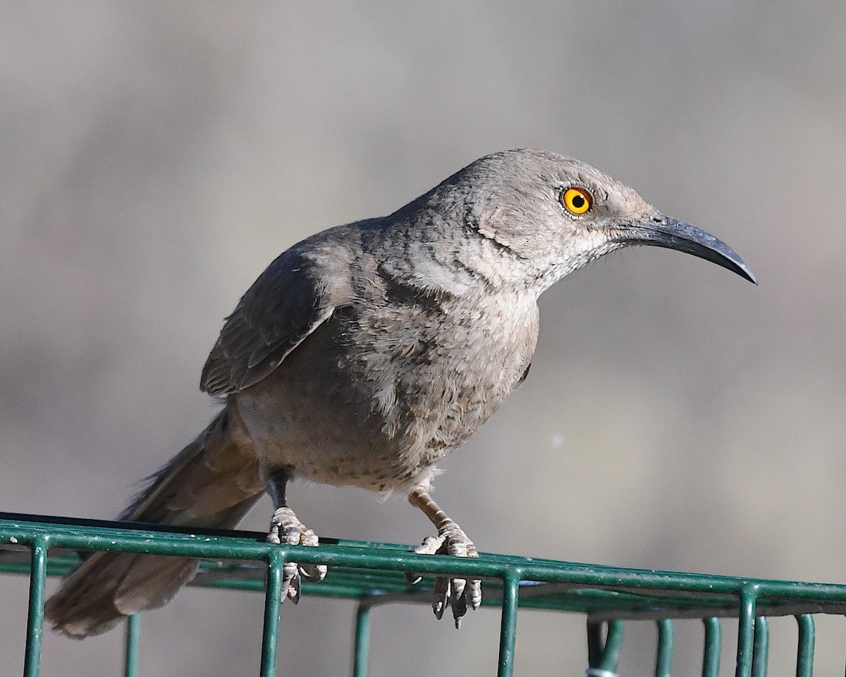 kaktusspottefugl - ML635916513
